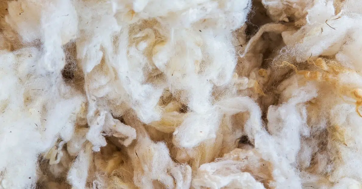 Lamb's Wool in the World