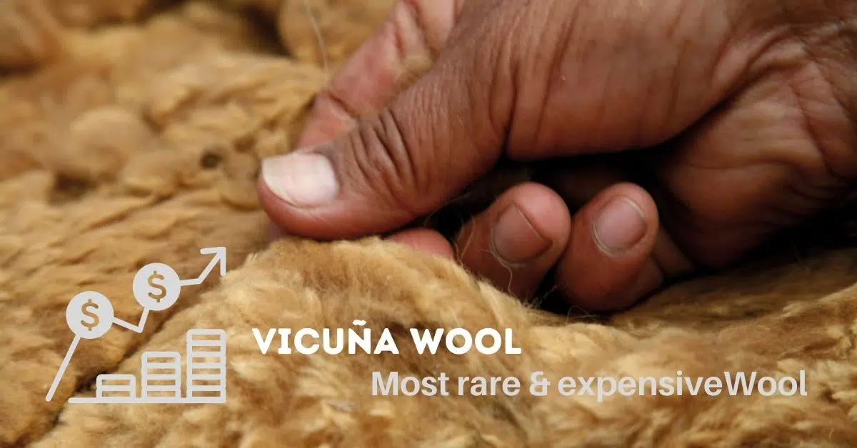 Vicuña Wool is the Most Rare and Expensive wool