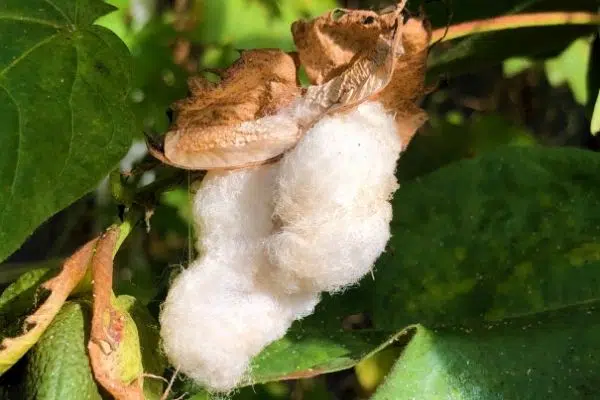 American Upland Cotton 
