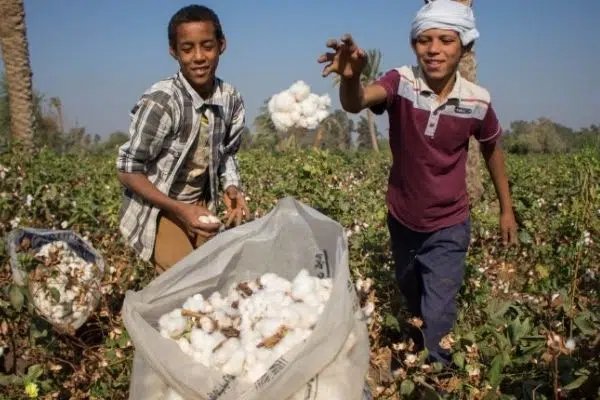 Egyptian Cotton