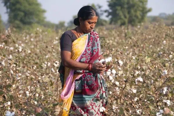 Indian Cotton
