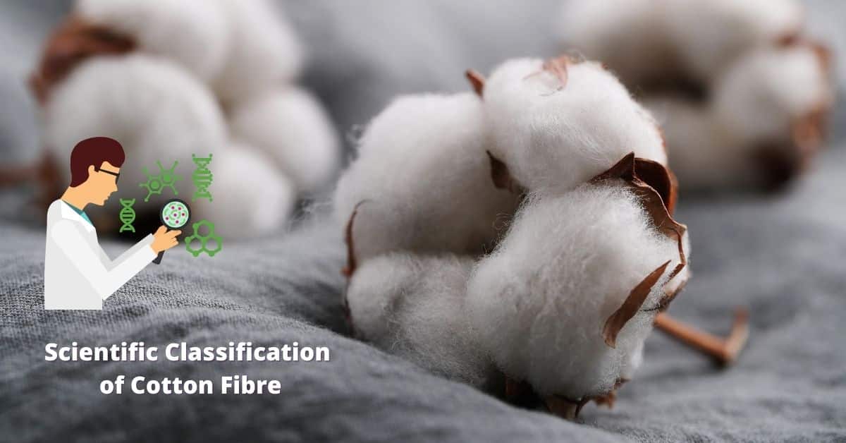 7 Classification Of Cotton Fibre In Details - Textile Details