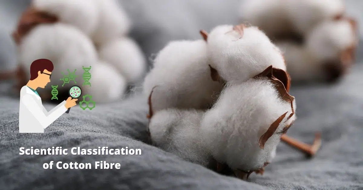 Scientific Classification of Cotton Fibre