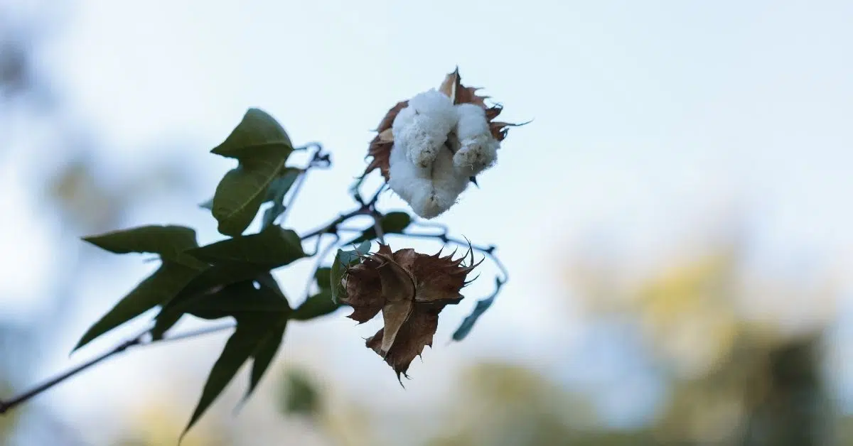 Sea Island Cotton