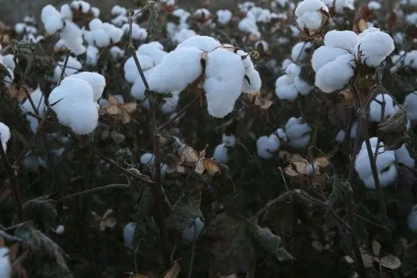 South American Cotton