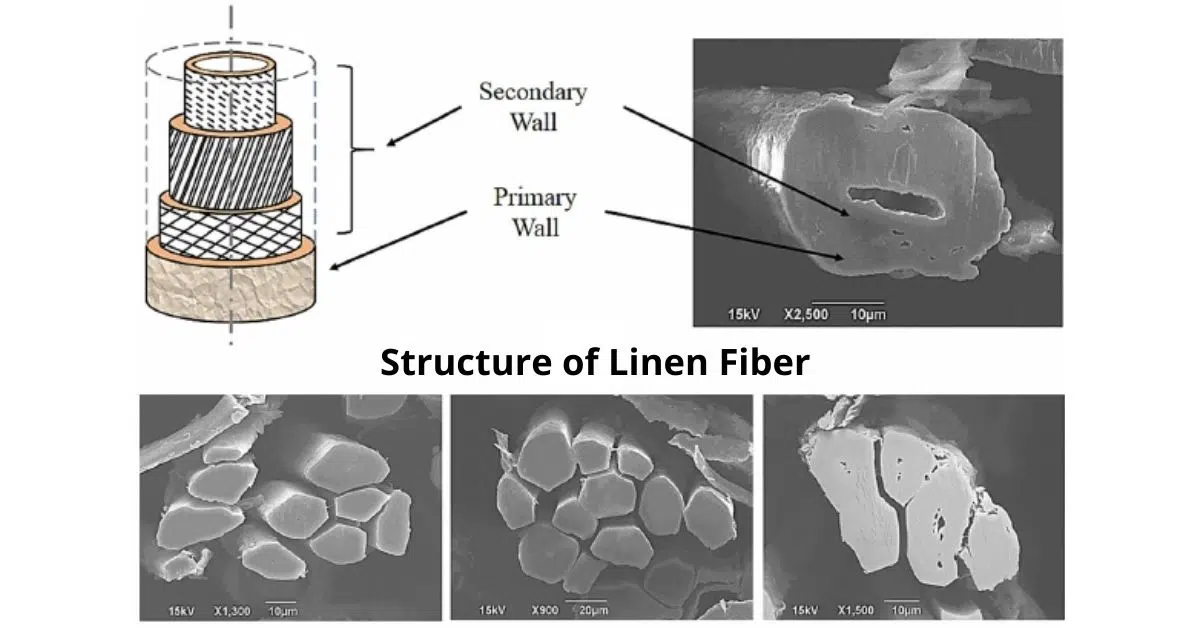 What is Linen Fiber? 7 Best Fiber Details 2 Structure of Linen Fiber