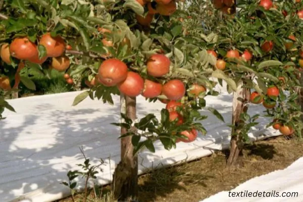 Impact on Harvest Time of Fruit Figure: Impact on Harvest Time of Fruit