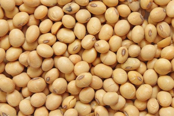 Soy for Livestock Feed