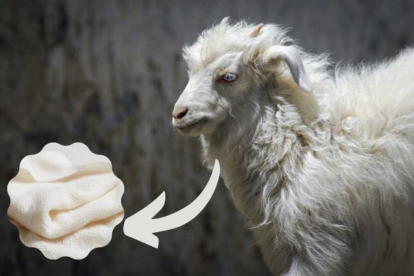 Best 12 Different Types of Wool in the World 6 Cashmere wool fabric Best 12 Different Types of Wool in the World