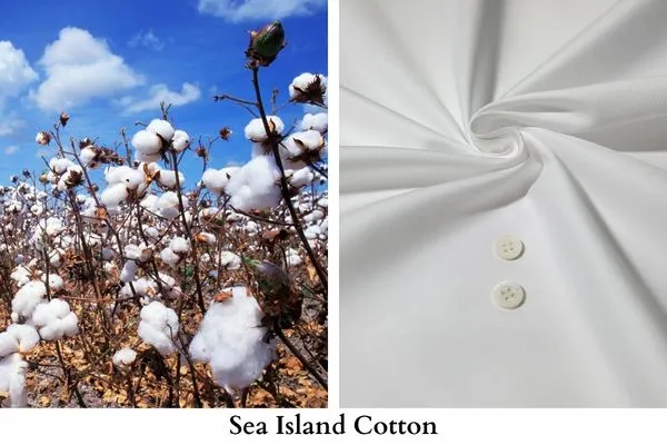 Rating out 5 Best Quality Cotton Fabric 5 Image: Sea Island Cotton