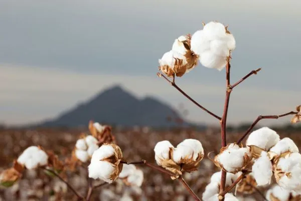 What is Cotton Fiber? 9 Image: Genetically Modified (GM) Cotton
