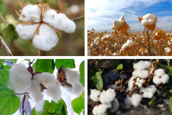 What is Cotton Fiber? 1 Image: What is Cotton Fiber? Types of Cotton Fiber