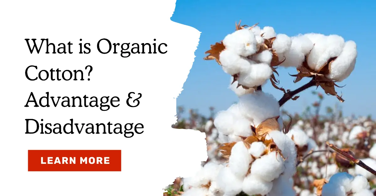 What Is Organic Cotton? Advantage | Disadvantage