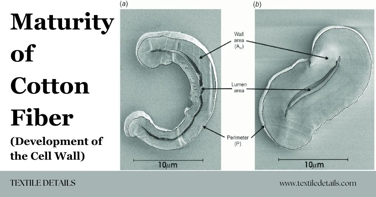 Maturity of Cotton Fiber (Development of the Cell Wall)